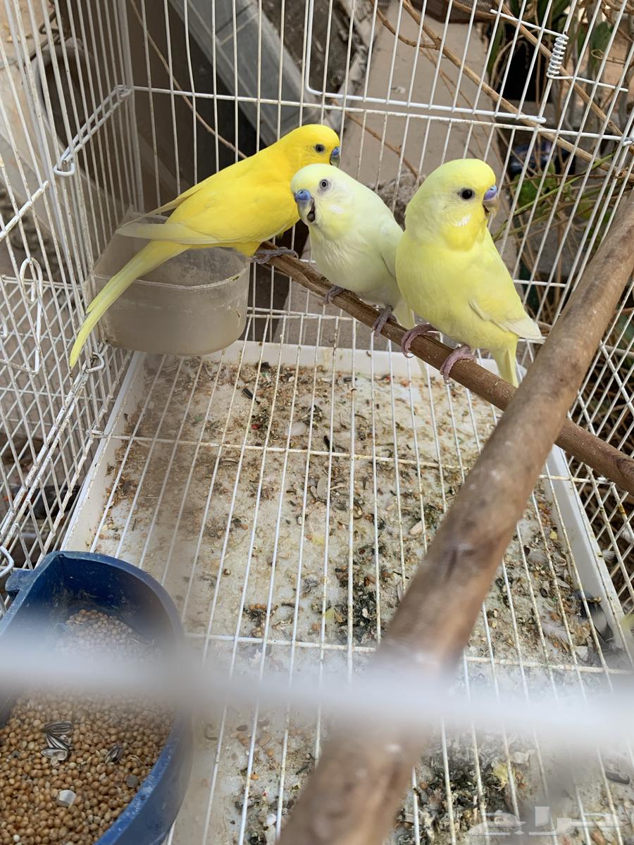 للبيع ذكور طيور حب هولندي منتج64584433024259110