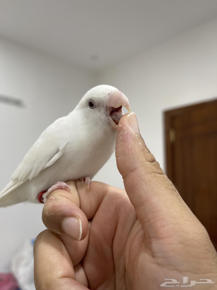 روز اليف عين احمر64584404616706111