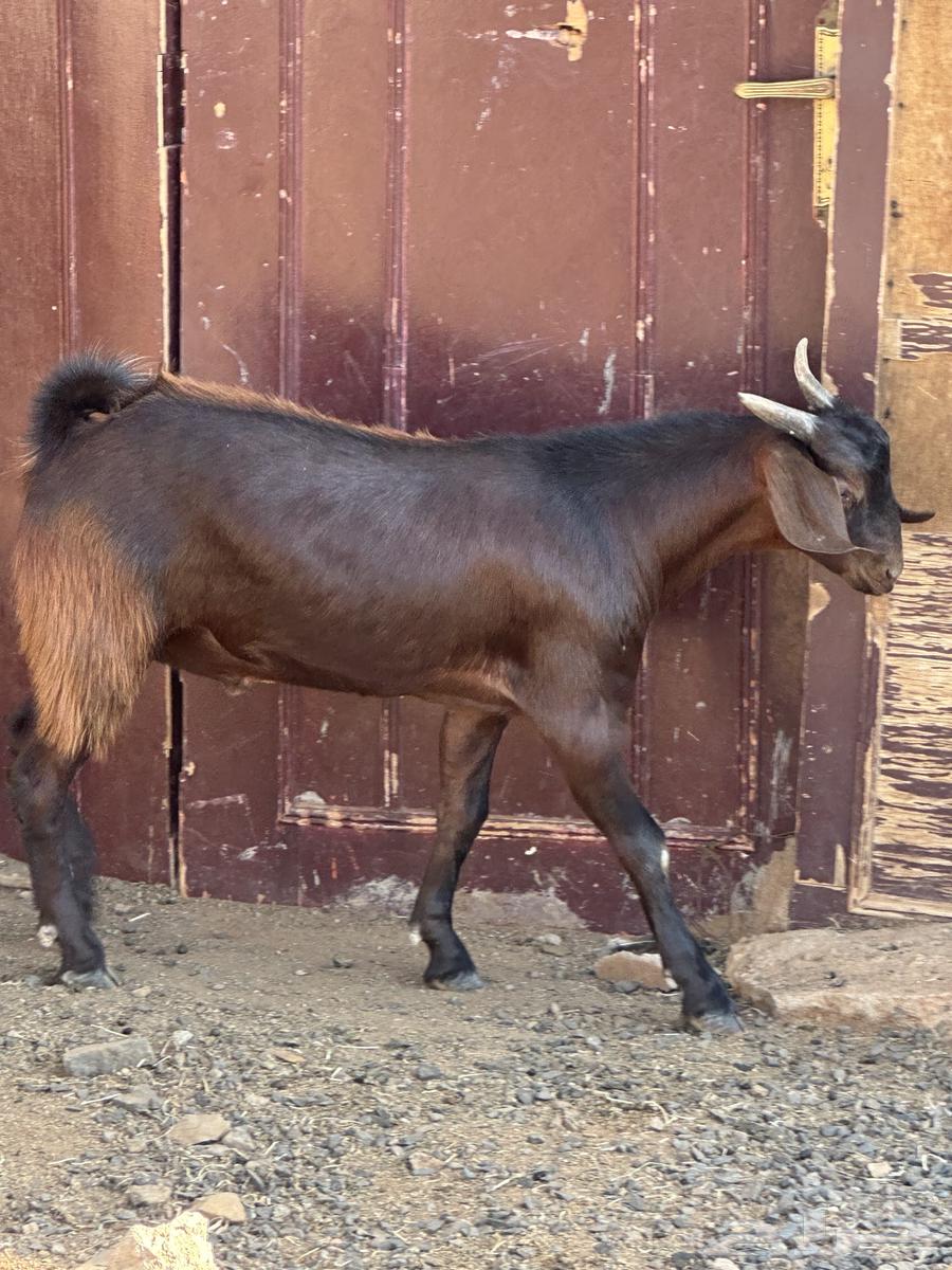 Goat64587391682945114