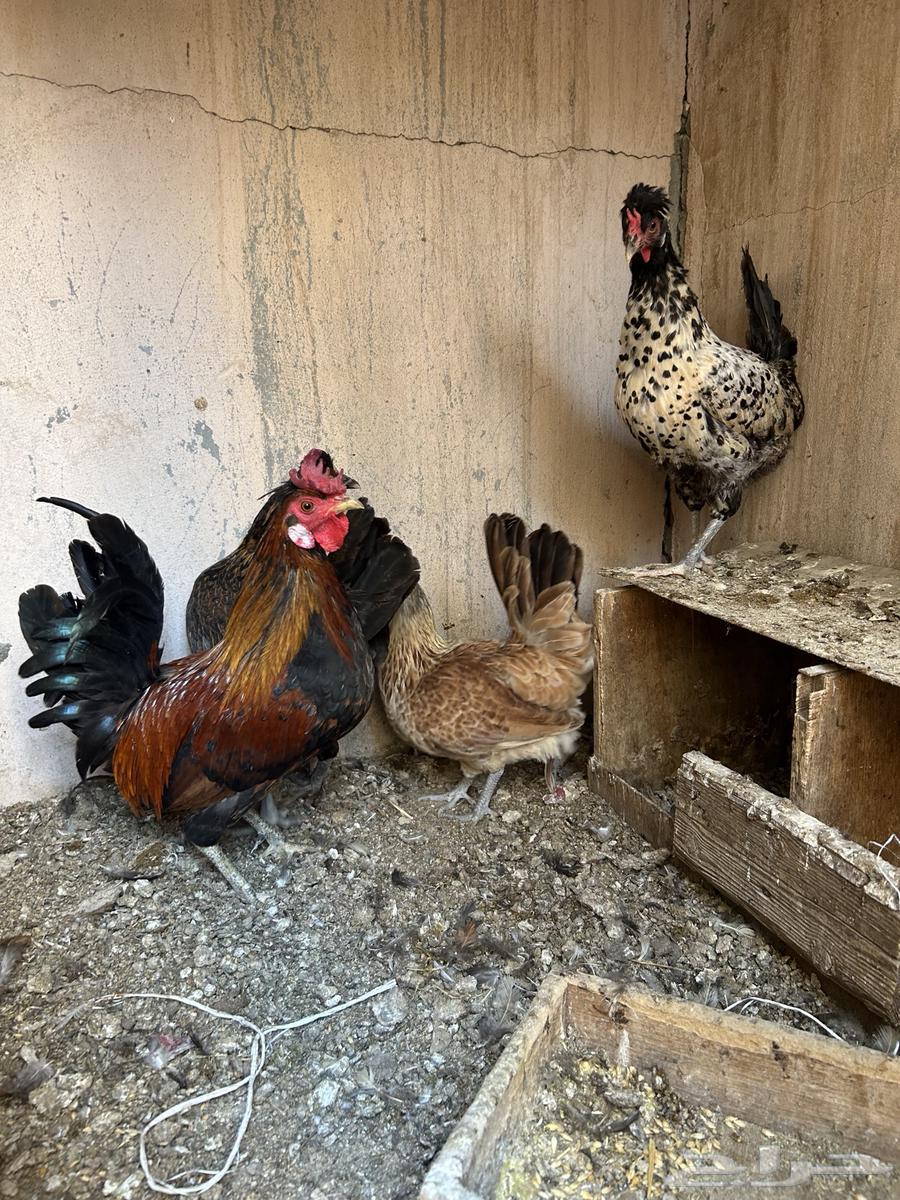 دجاج عربي64581511053953110