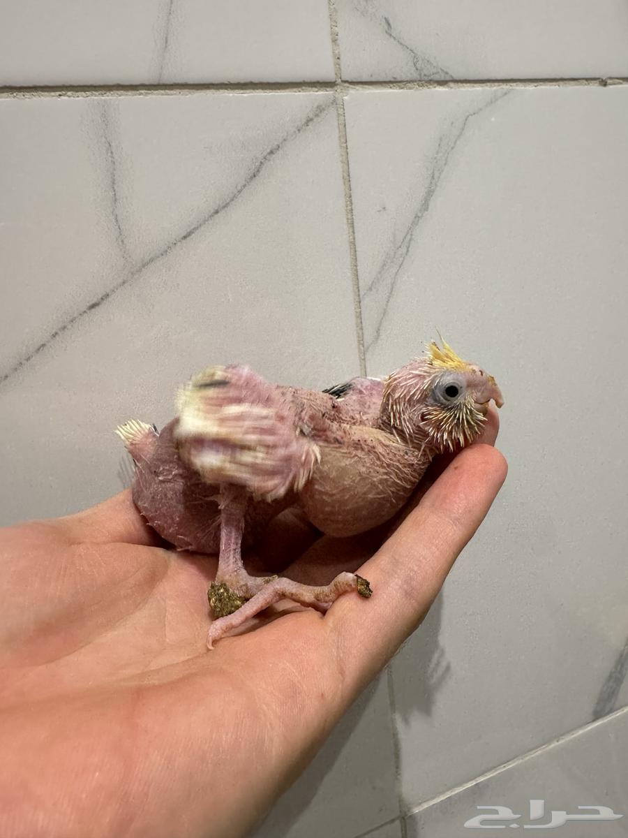 تم البيع64585868943107113