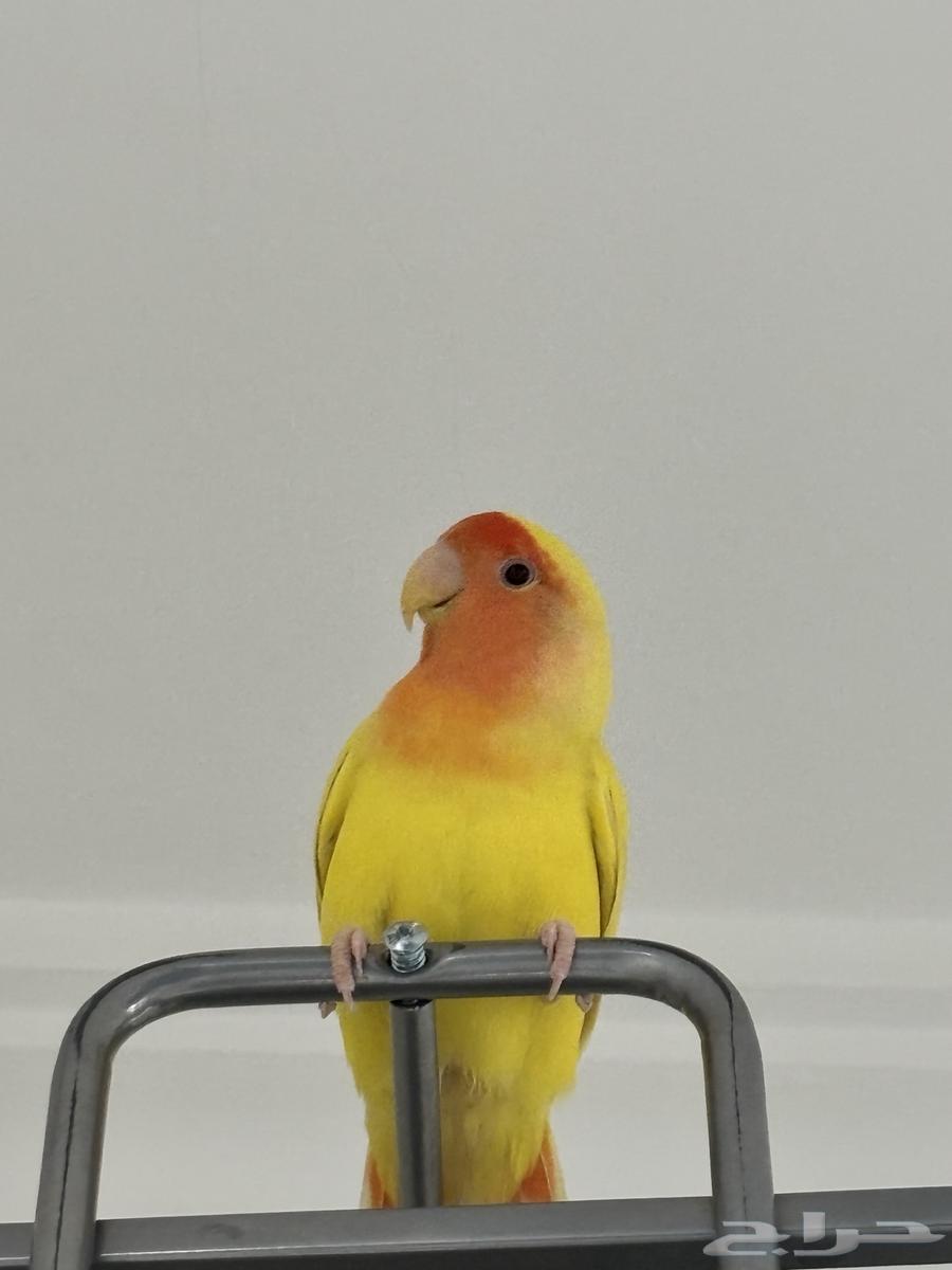 طير روز64581525204865111