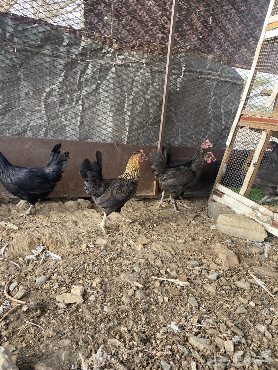 تم البيع الله يبارك لرعيه64584897769603110