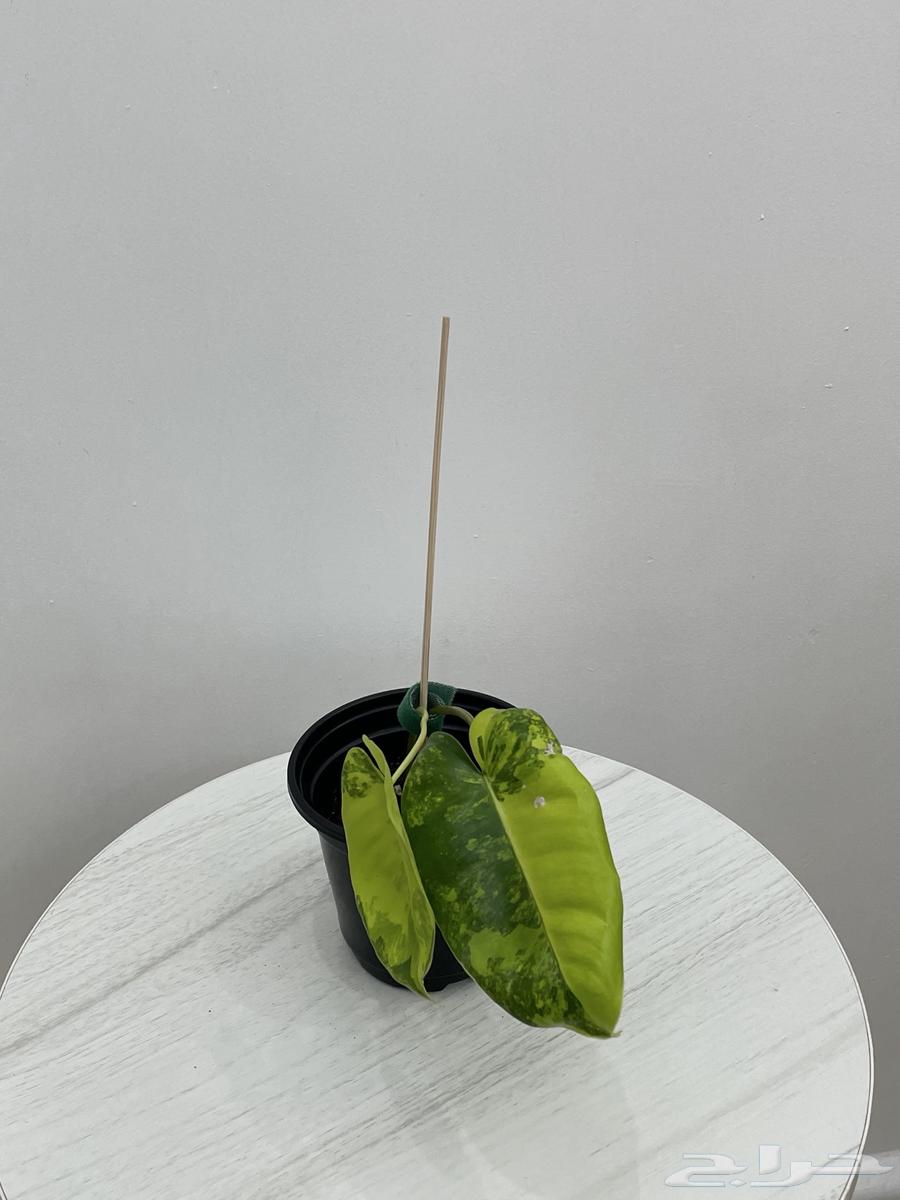 نباتات طبيعية64584305900673112