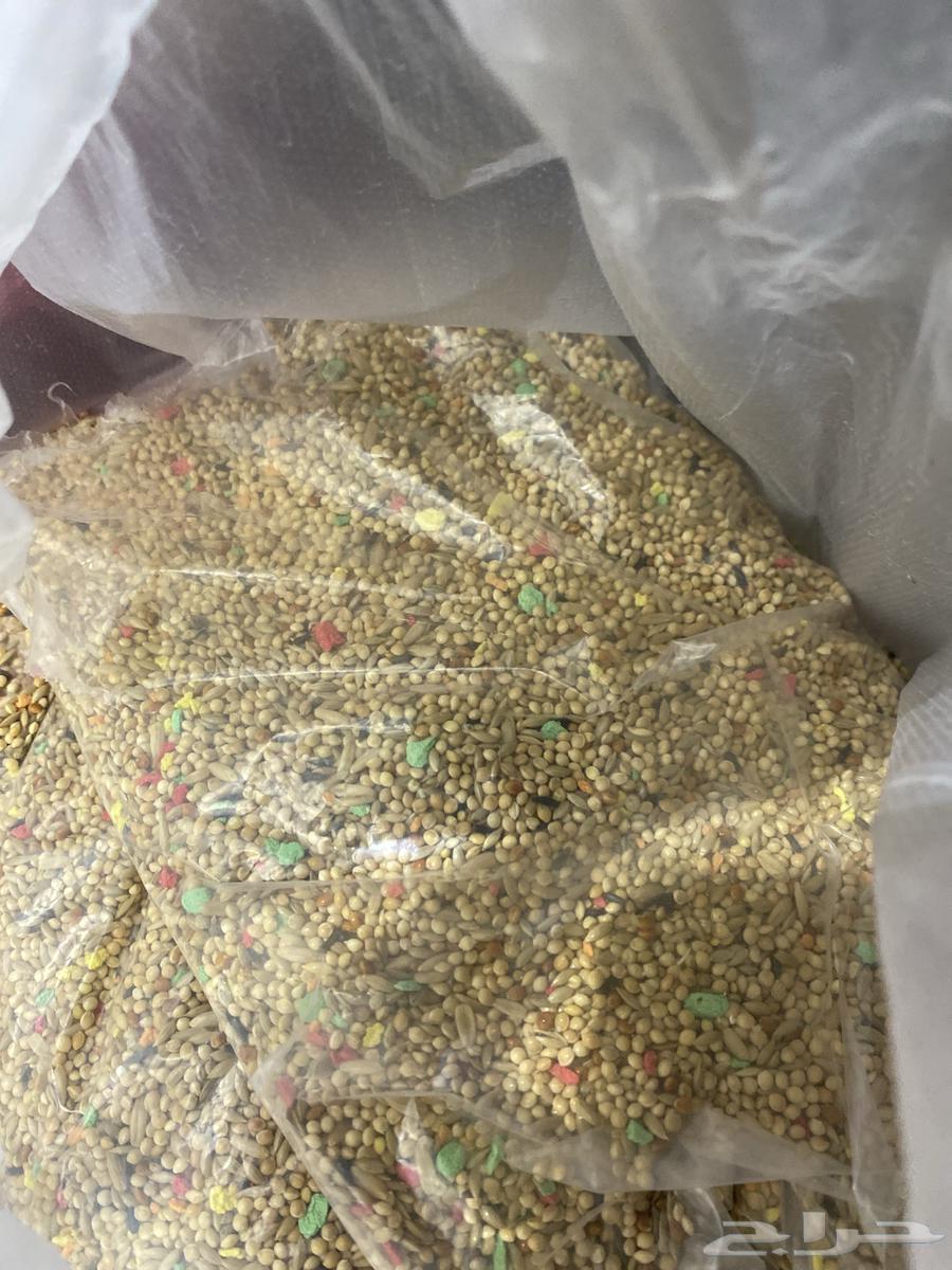 طيور للبيع مع أكل وقفص64580403563521113