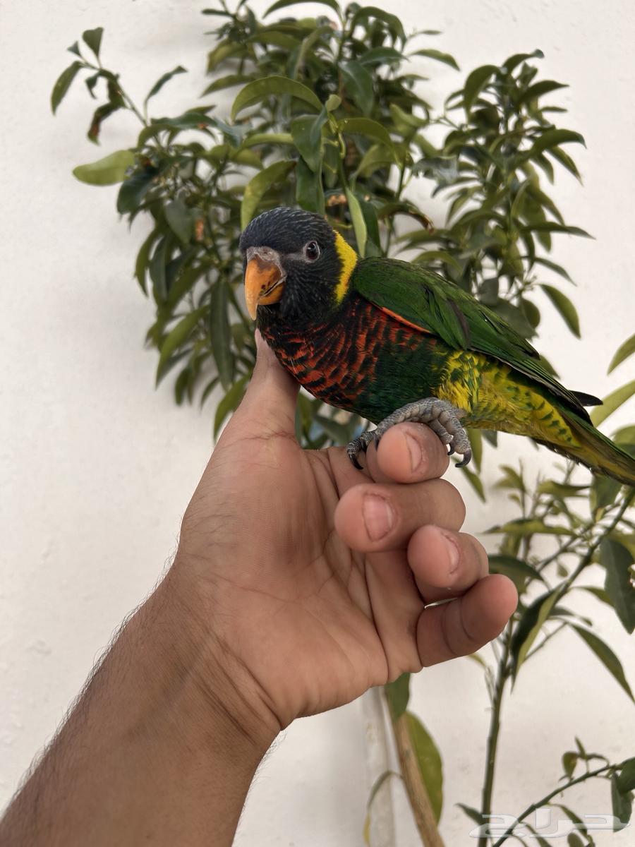 لوري سوانسون اليف و هدد داخلي و خارجي و بدايه كلام64585039206018112