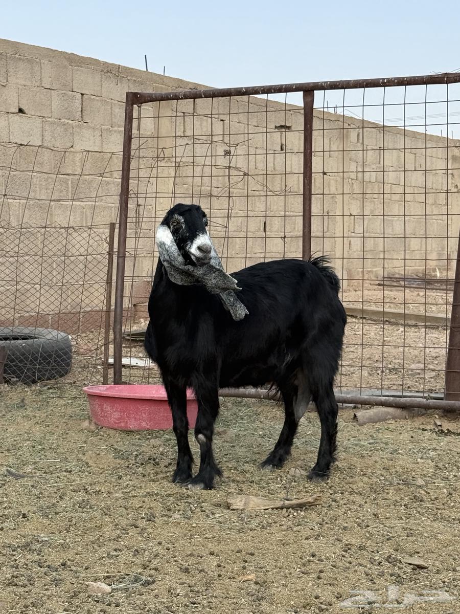 للبيع عنز عارضيه صنففف64584220662529112