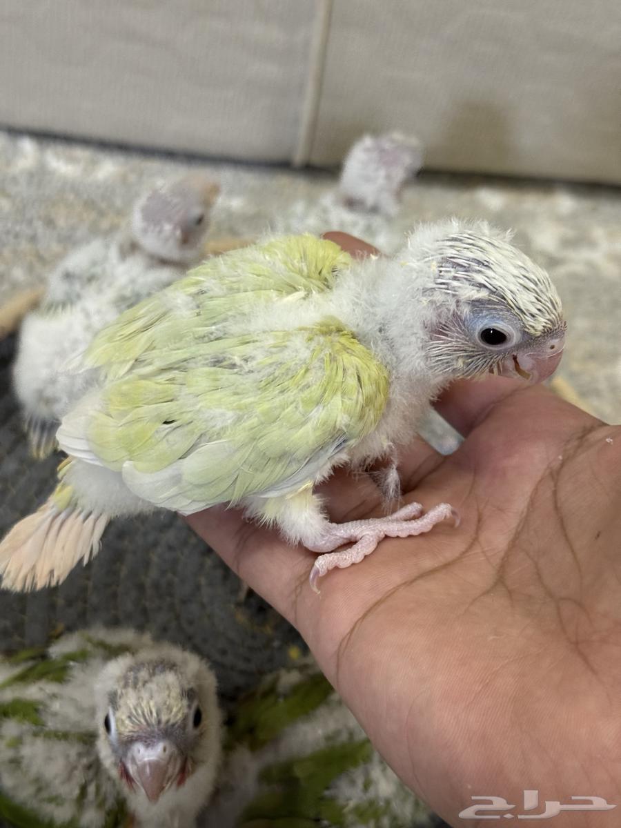 فروخ كنيور تم البيع جميع64584602872578110