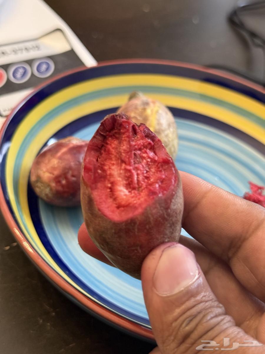 لوز بجري (بجلي) جده64583979584387111