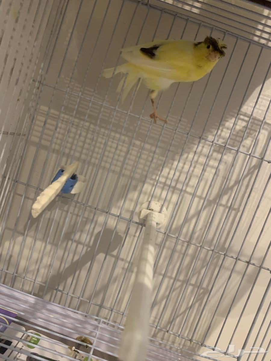انثى كناري سوري بكريا اول جهوزها(تم البيع )64586899199106114