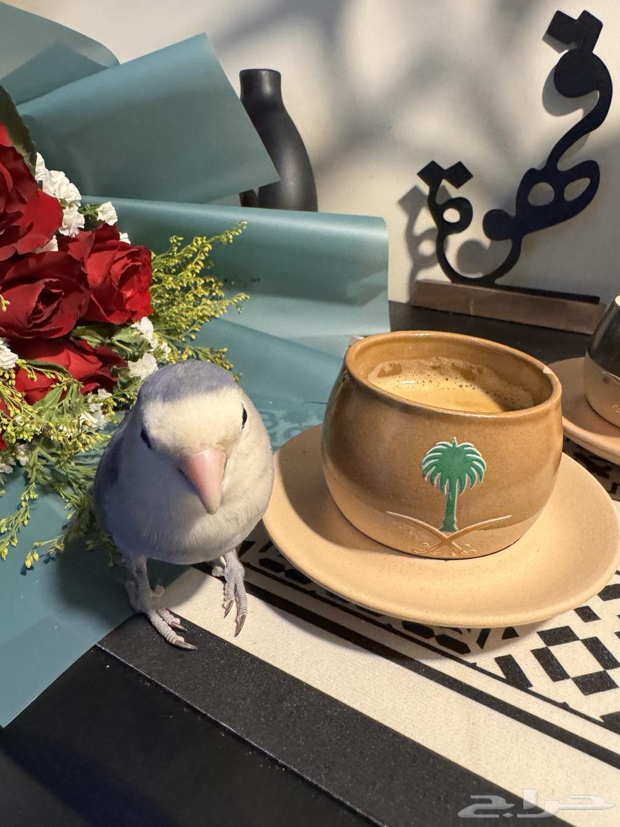 روز اليف ابغى فيه 30064580157444611111