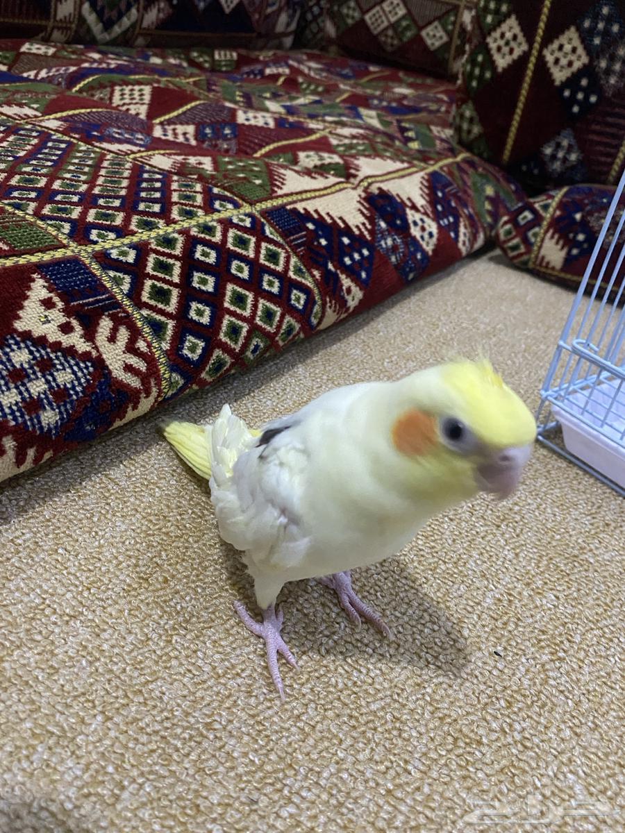 Farakh Karawan64580143867777110