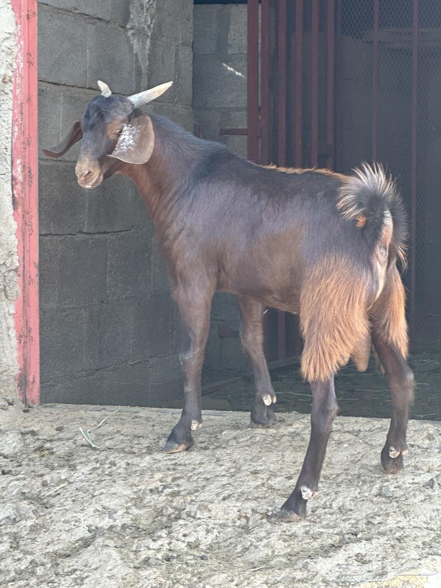 Goat64587391682945112