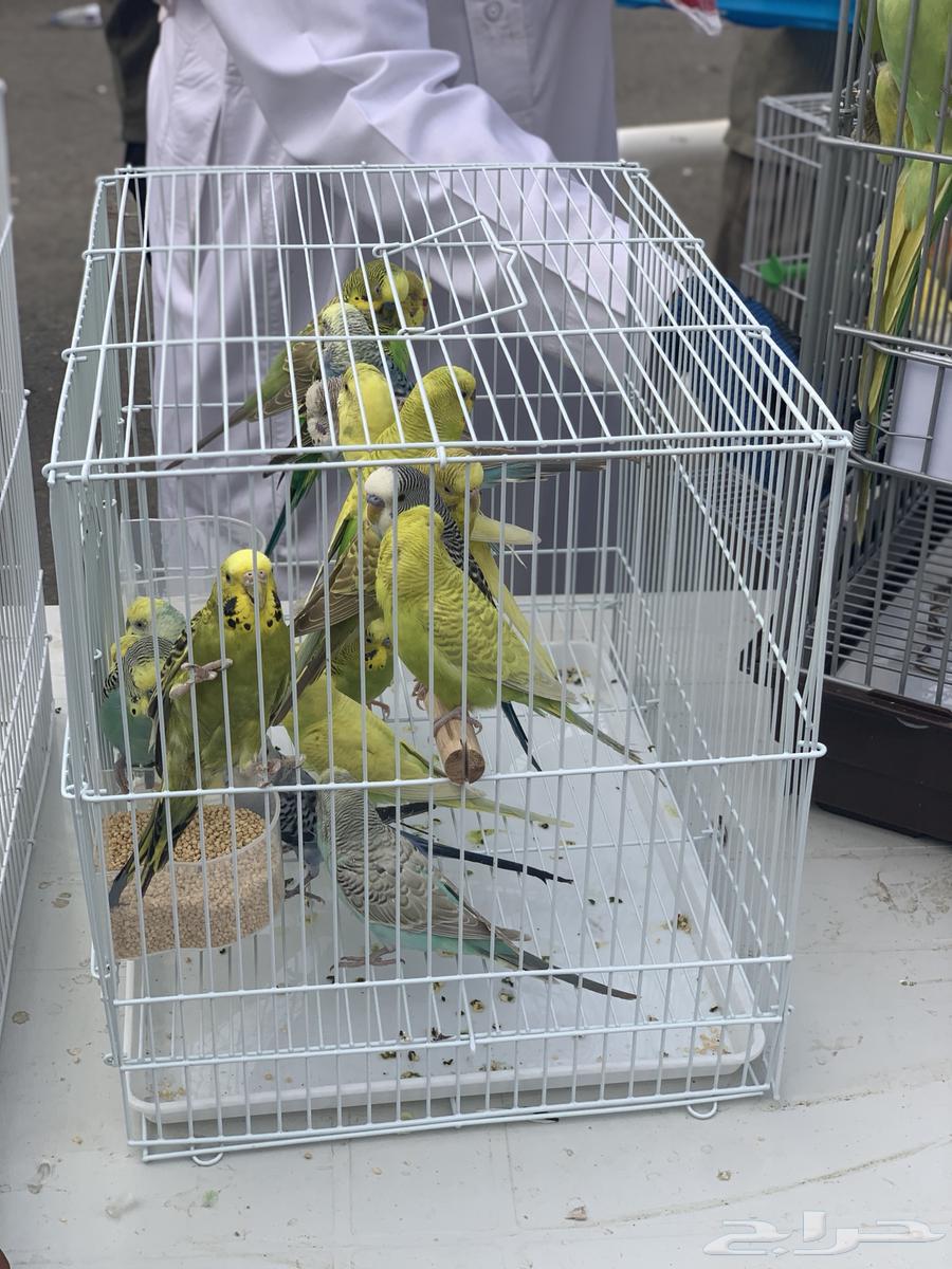 عصافير الحب64582103895555111