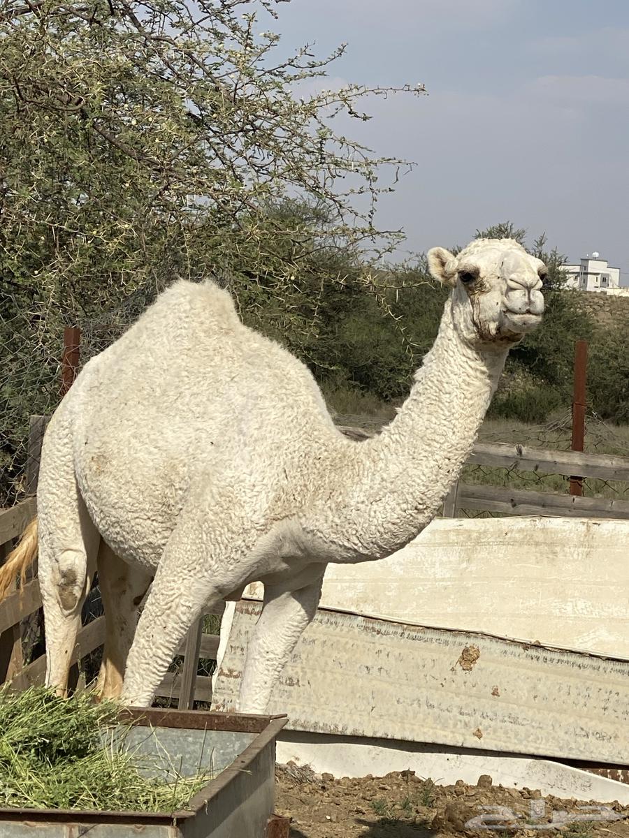 بكره للبيع64581635344515111