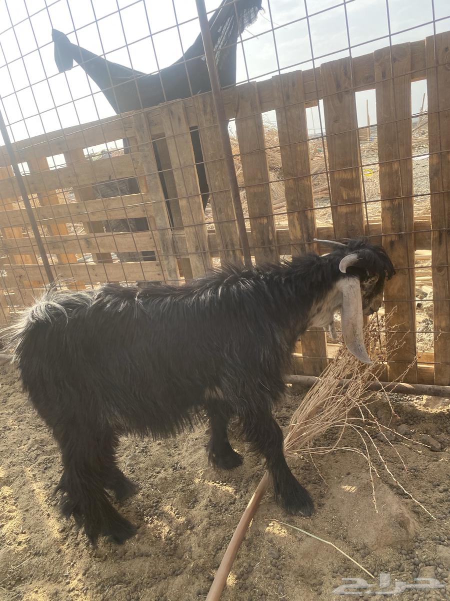 تيوس للبيع64586041652866110