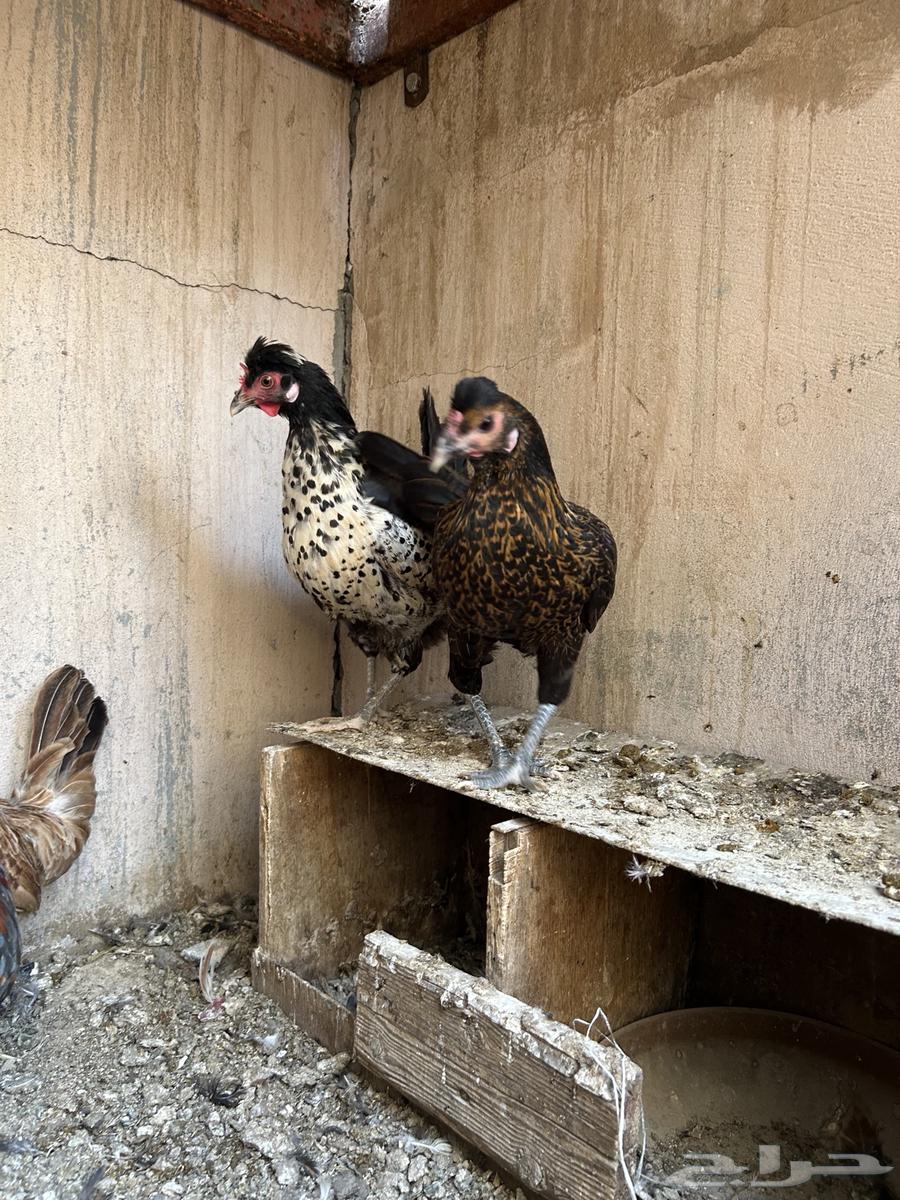 دجاج عربي64581511053953114