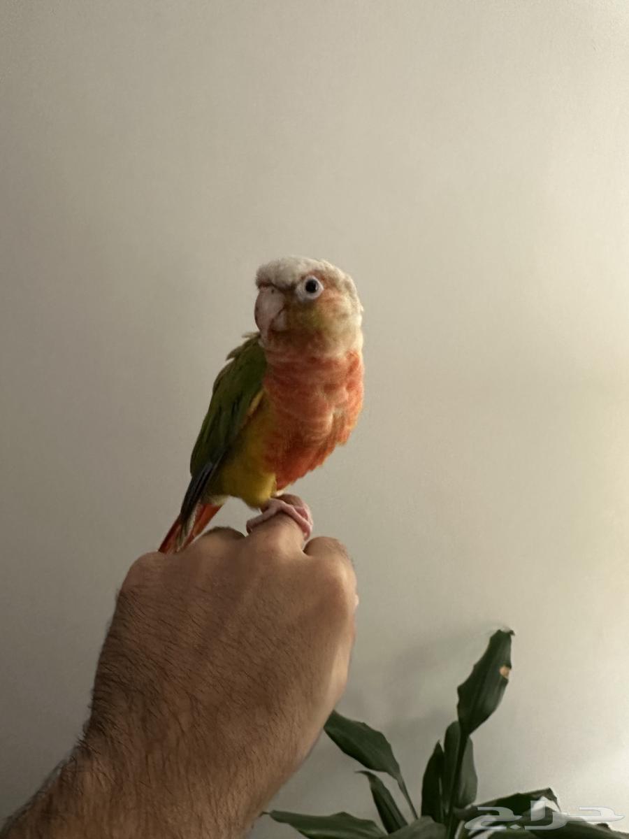 كنيور للبيع64586899230211110