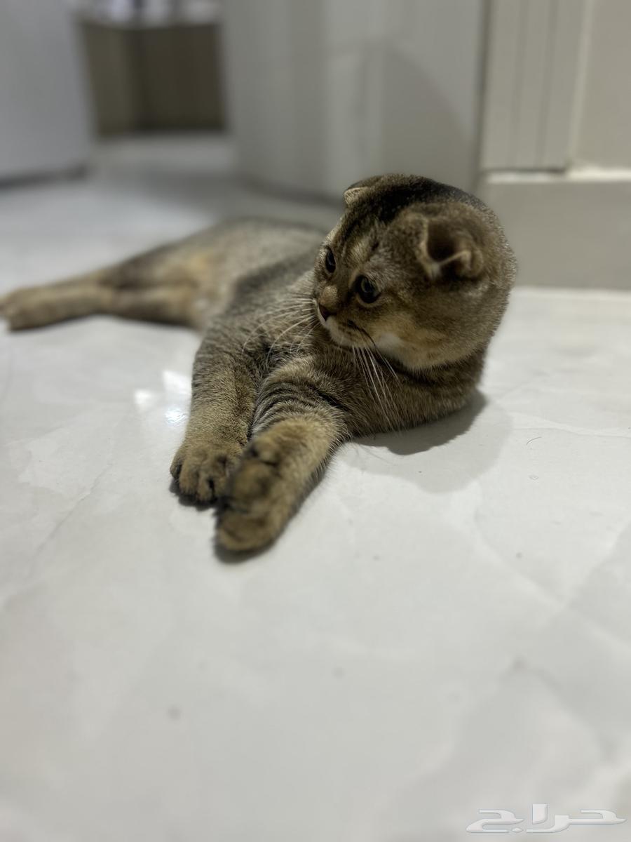 Scottish Fold Cat64579759922817113