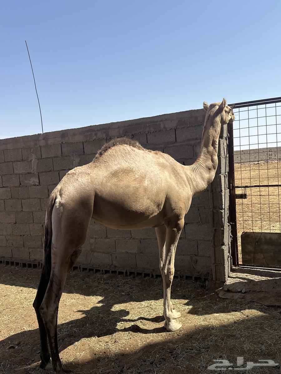 بكرة للبيع64582813157378113