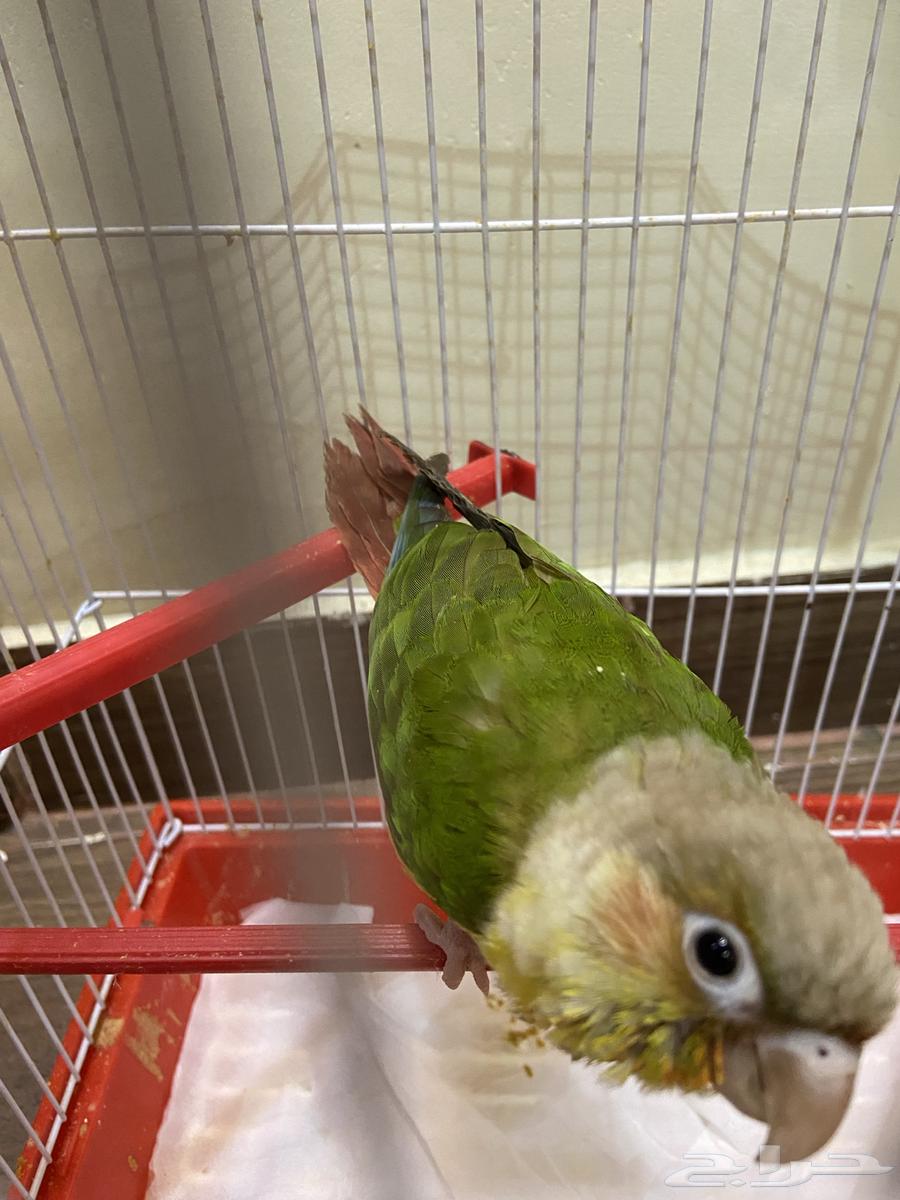 فرخ كنيور للبيع64583682805506111