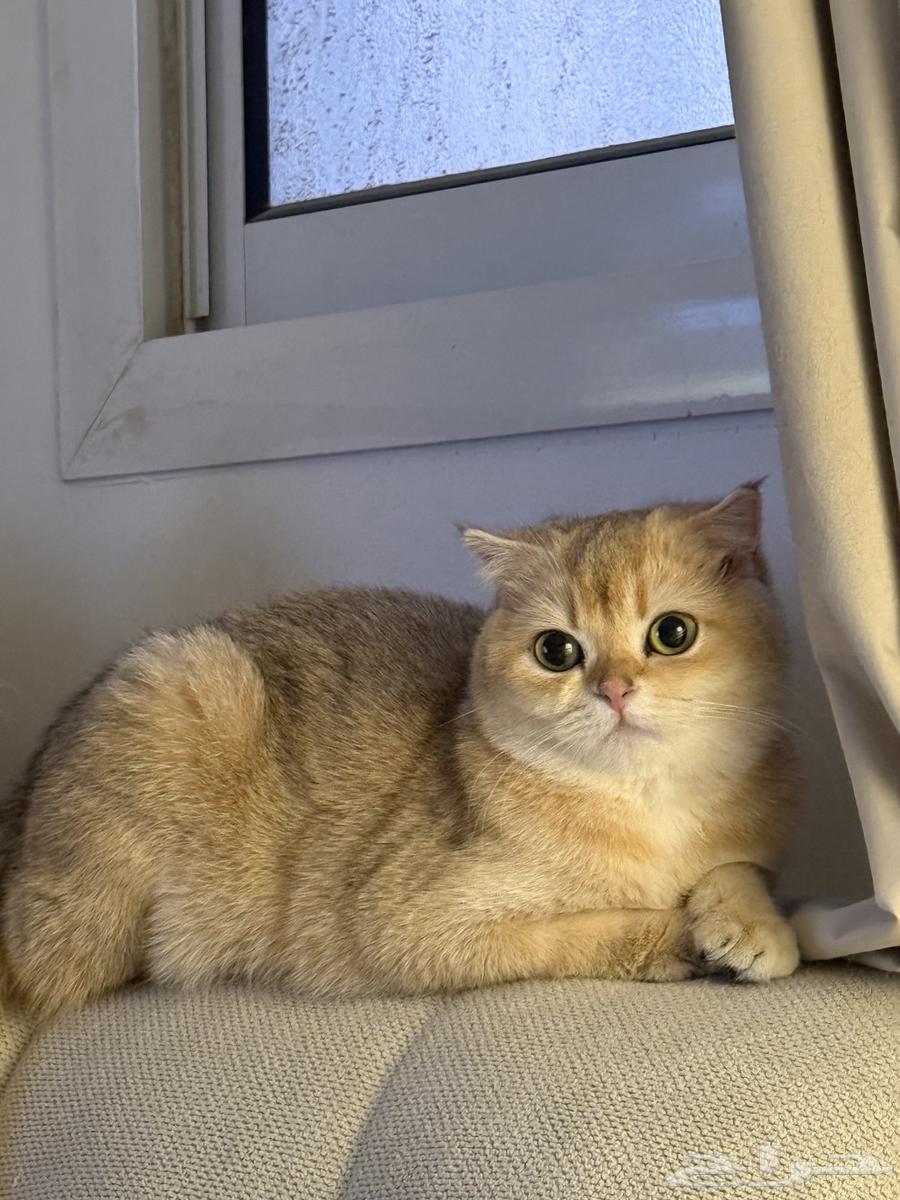 سكوتش فولد انثى للبيع64580676808833110