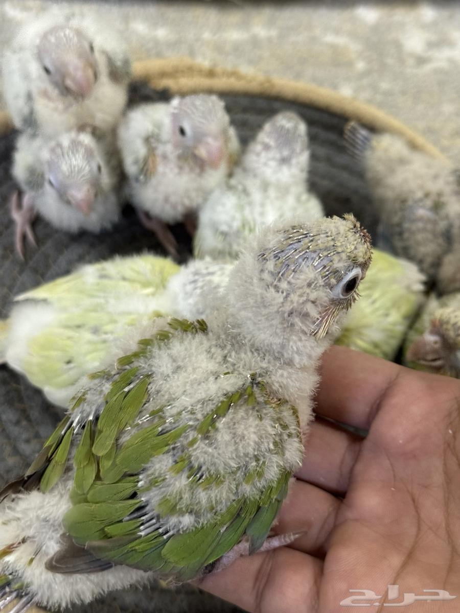 فروخ كنيور تم البيع جميع64584602872578112