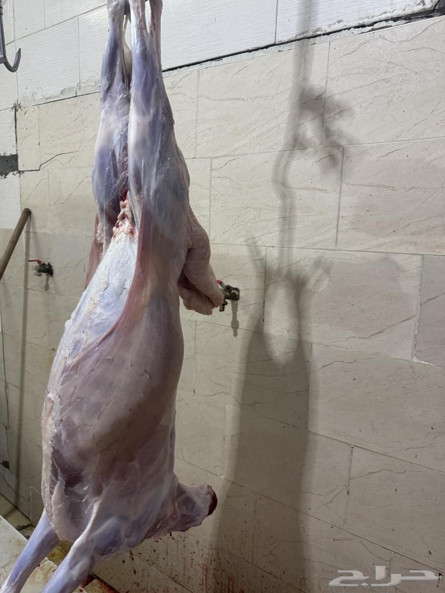 Freedom Slaughter with Slaughtering and Delivery64581196793729110