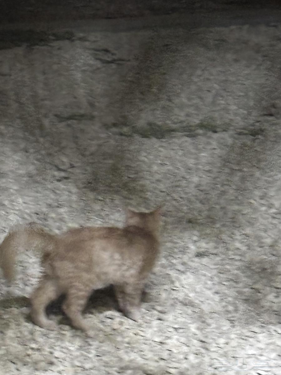 بسه للبيع با 1564586164717699111