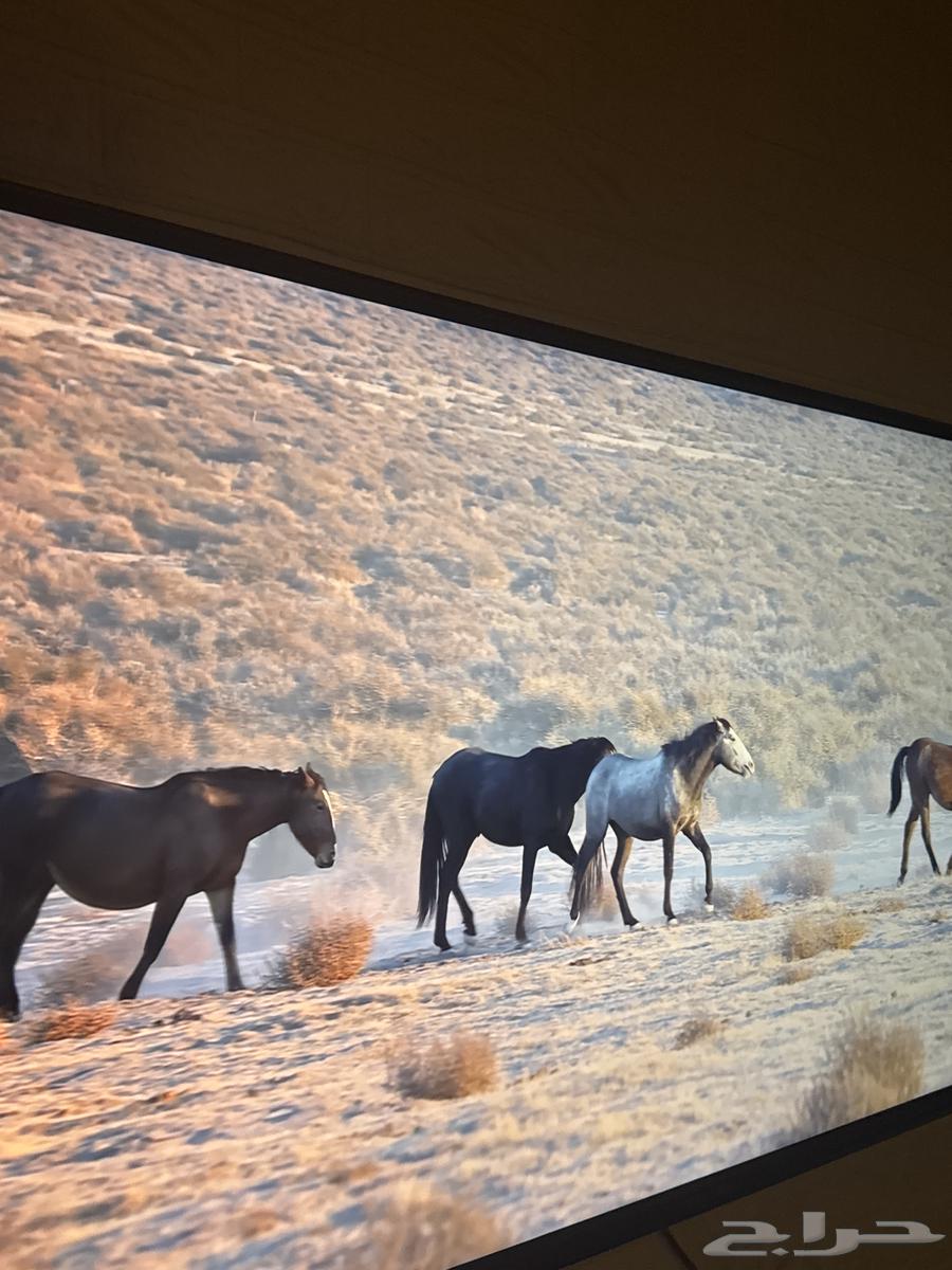 شاشه50 بوصه 4K دانسات64561559989507110