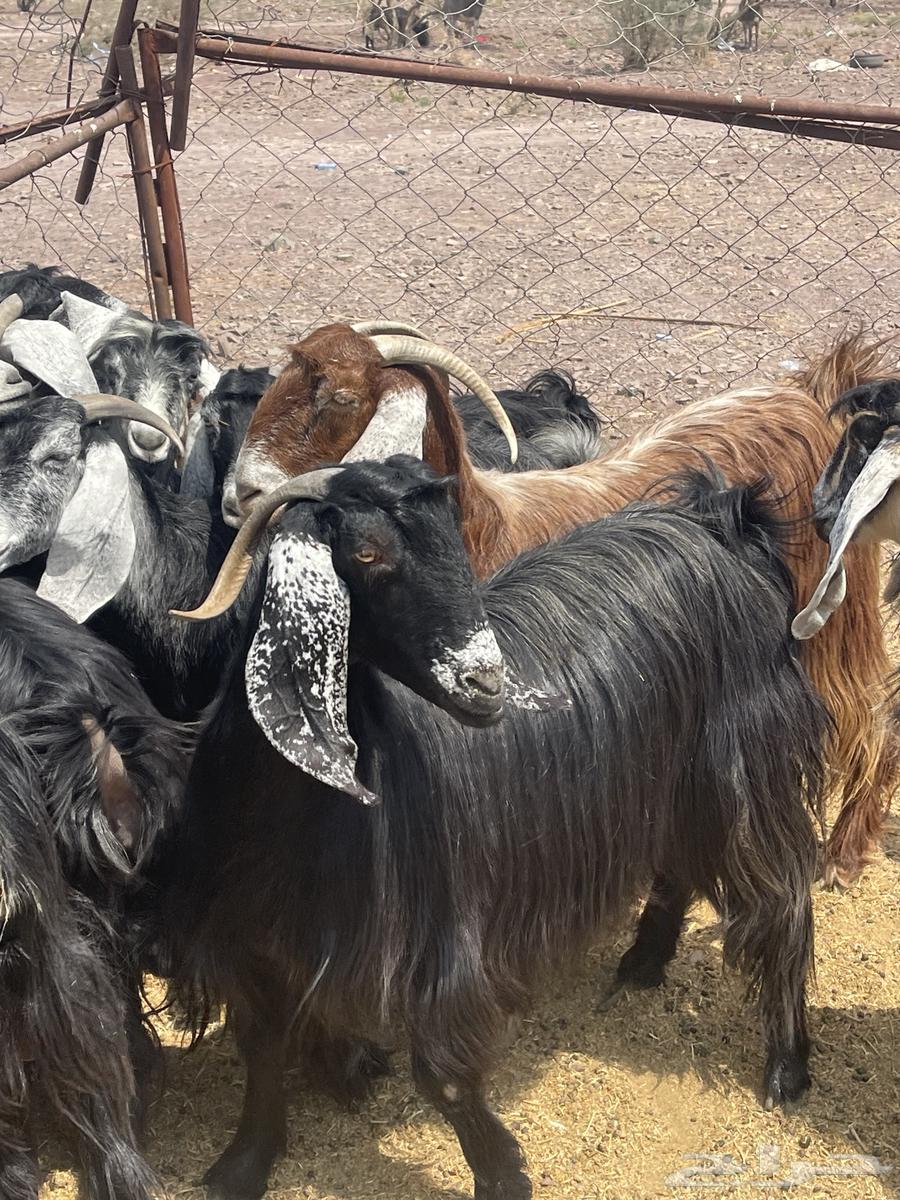 معزا عوارض صنف تم البيع64582597569537112