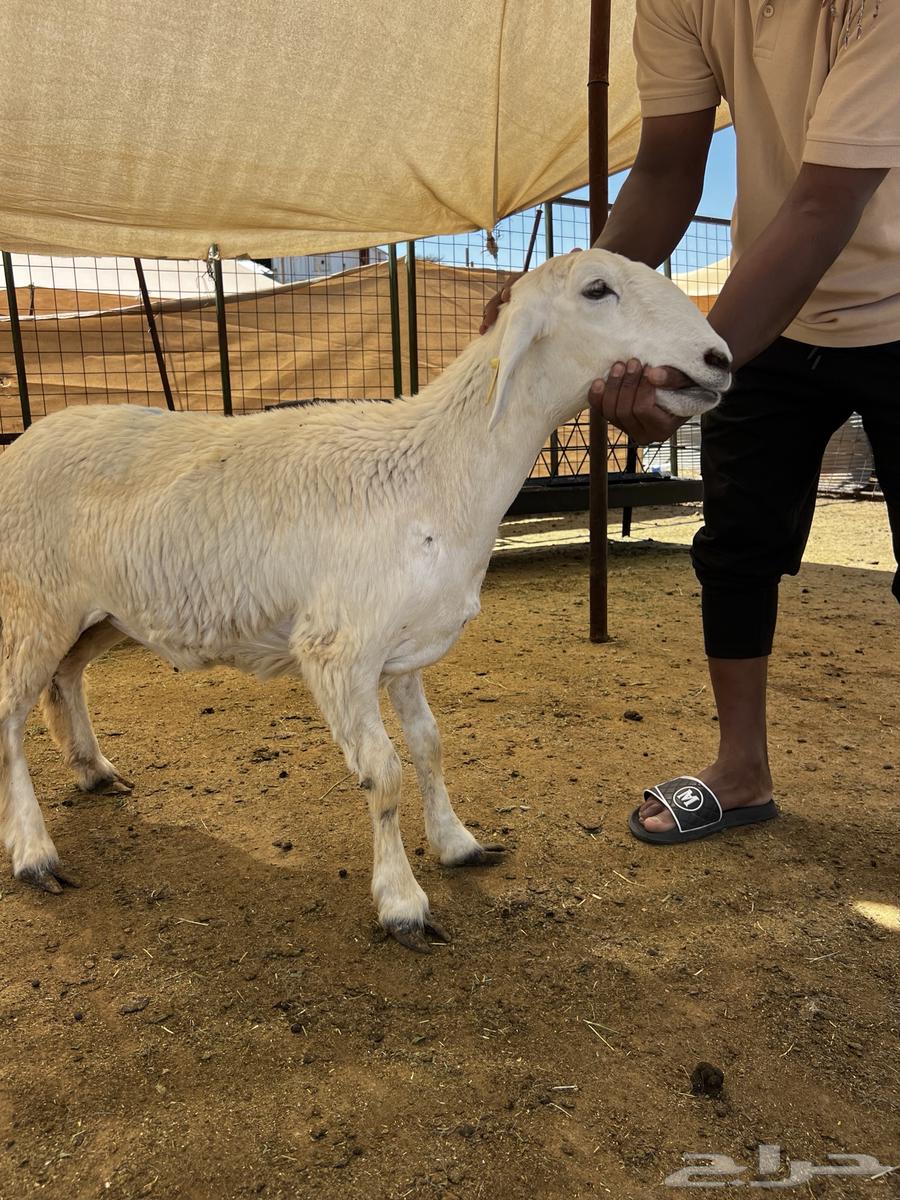 رخال حري للبيع64581402155394112