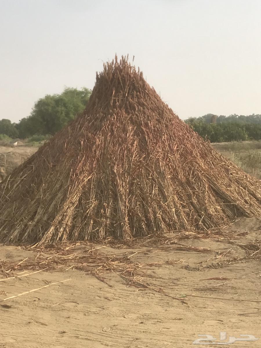 علف للبيع64581183209603110