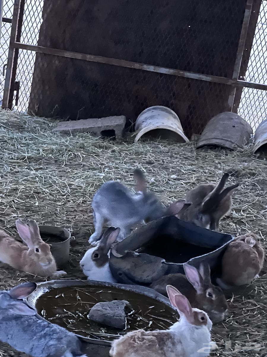 أرانب بلدي64574818652033114