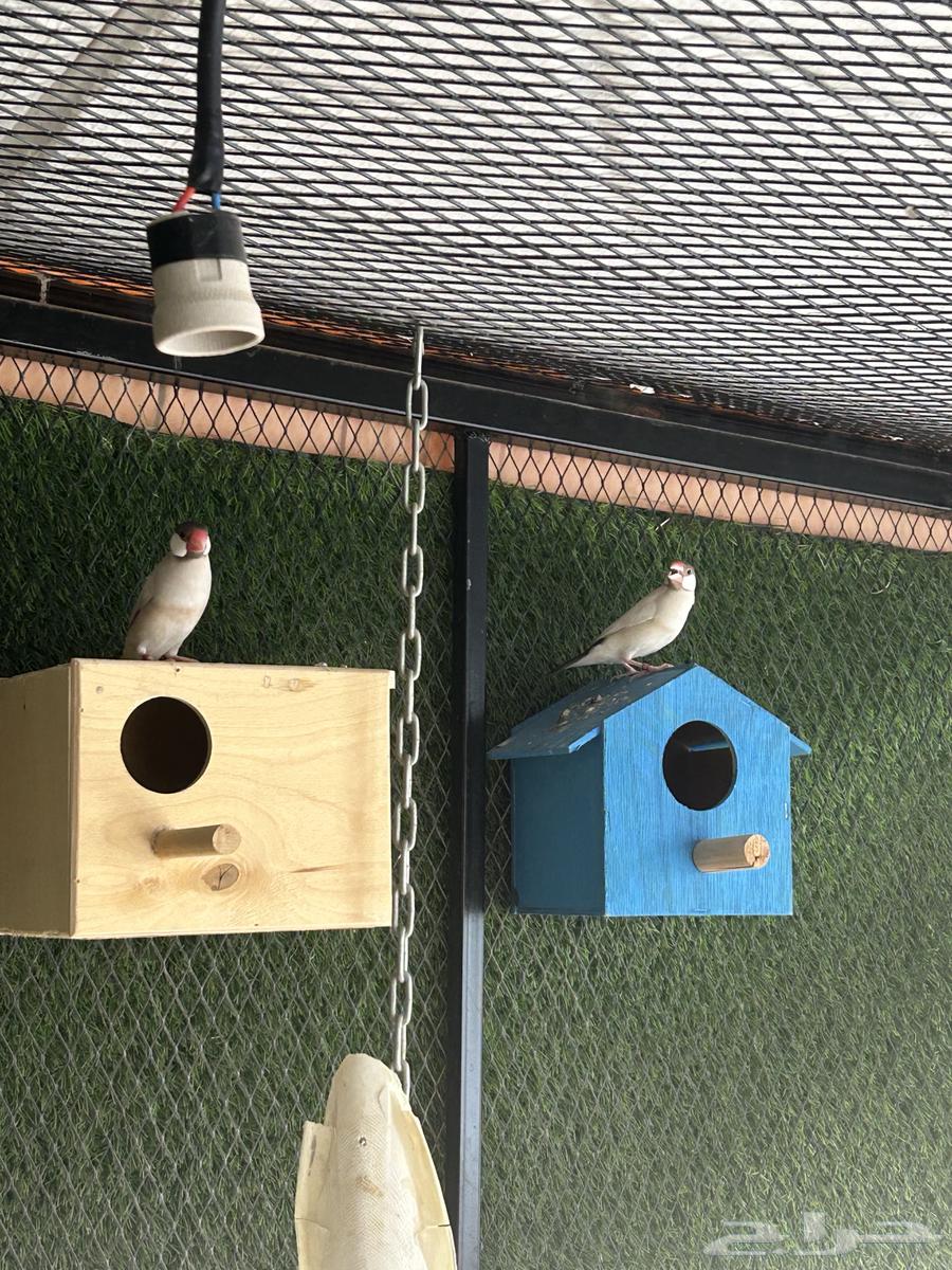 طيور الجاوا64583443530499112