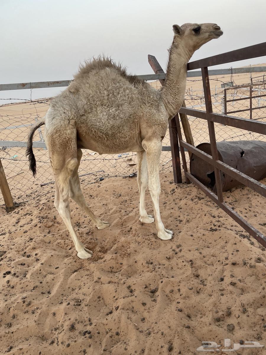 Sitting64580758587905110