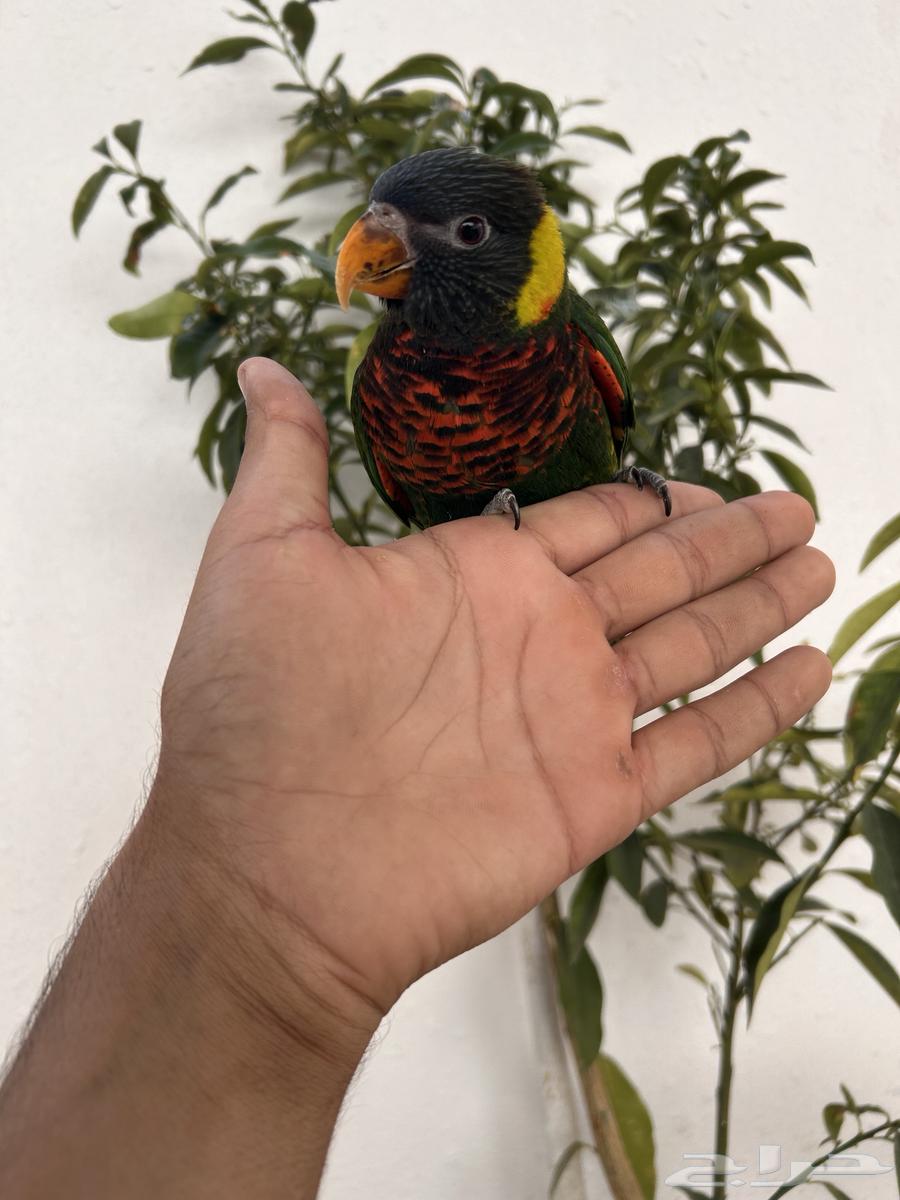 لوري سوانسون اليف و هدد داخلي و خارجي و بدايه كلام64585039206018113