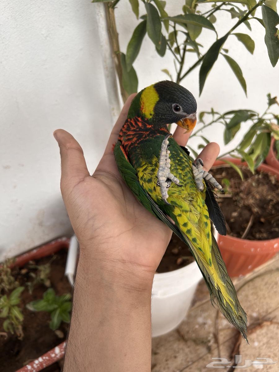 لوري سوانسون اليف و هدد داخلي و خارجي و بدايه كلام64585039206018114