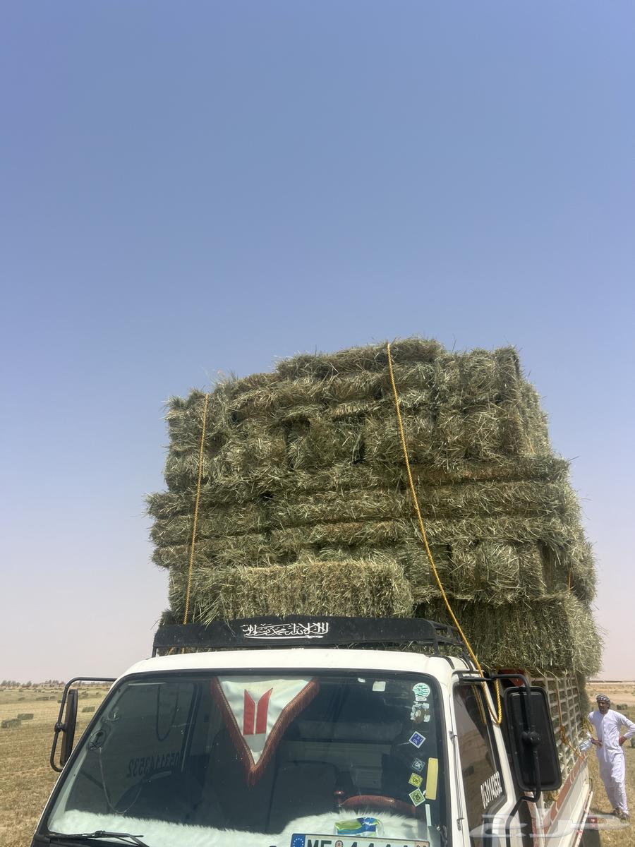 Rice Safi became 9064583625707521113