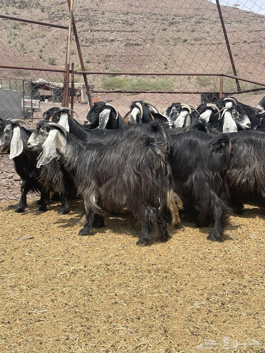 معزا عوارض صنف تم البيع64582597569537113