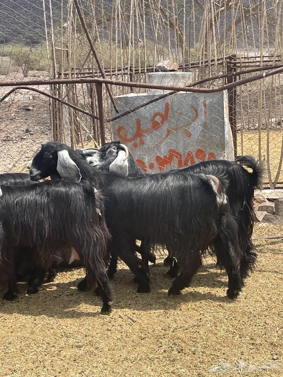 معزا عوارض صنف تم البيع64582597569537111