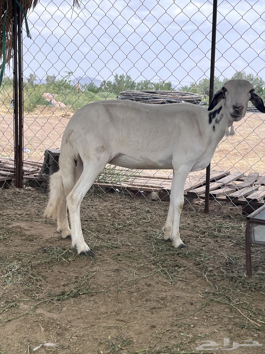 نعجه دافع للبيع64581169220099111