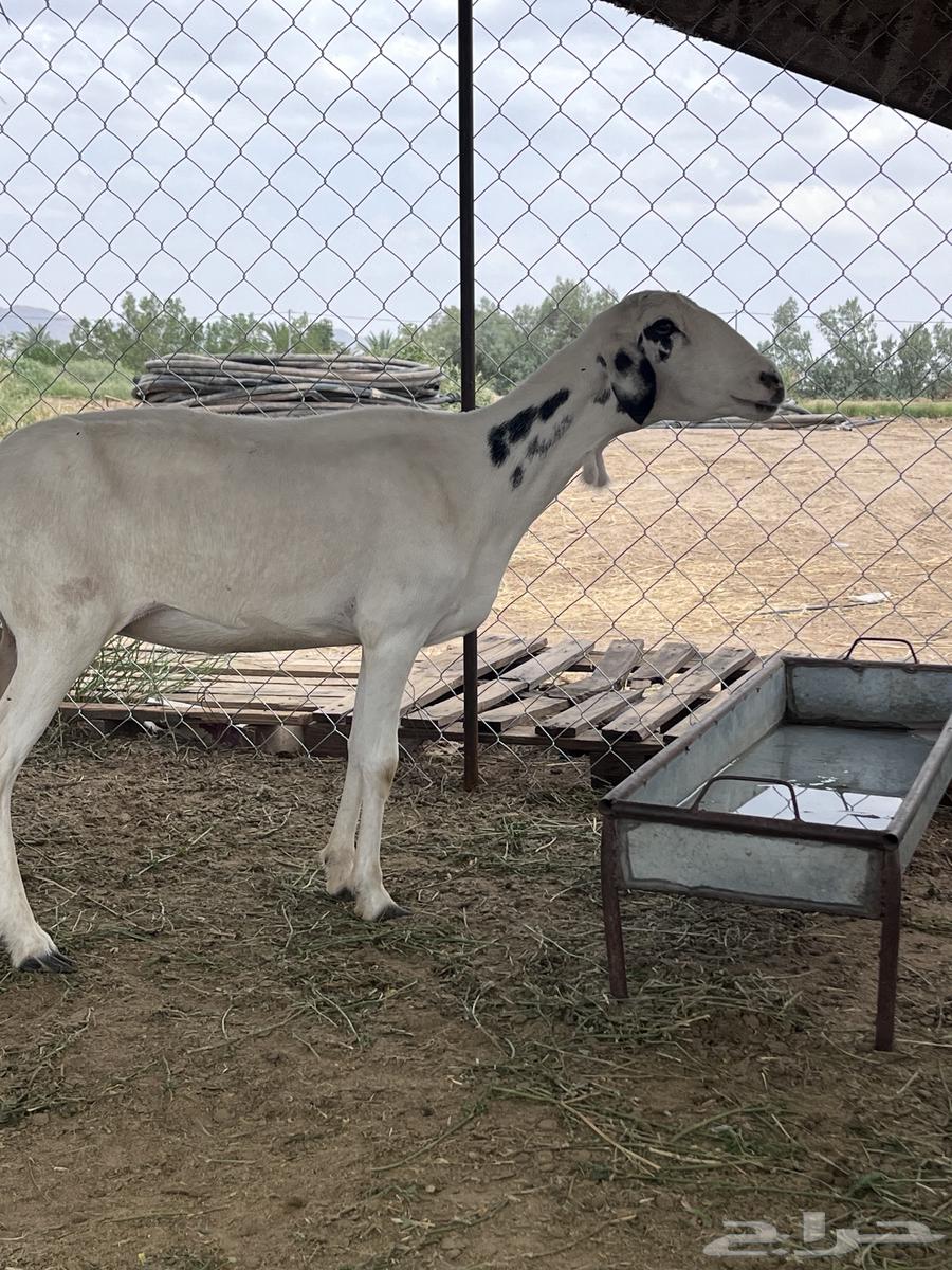 نعجه دافع للبيع64581169220099110