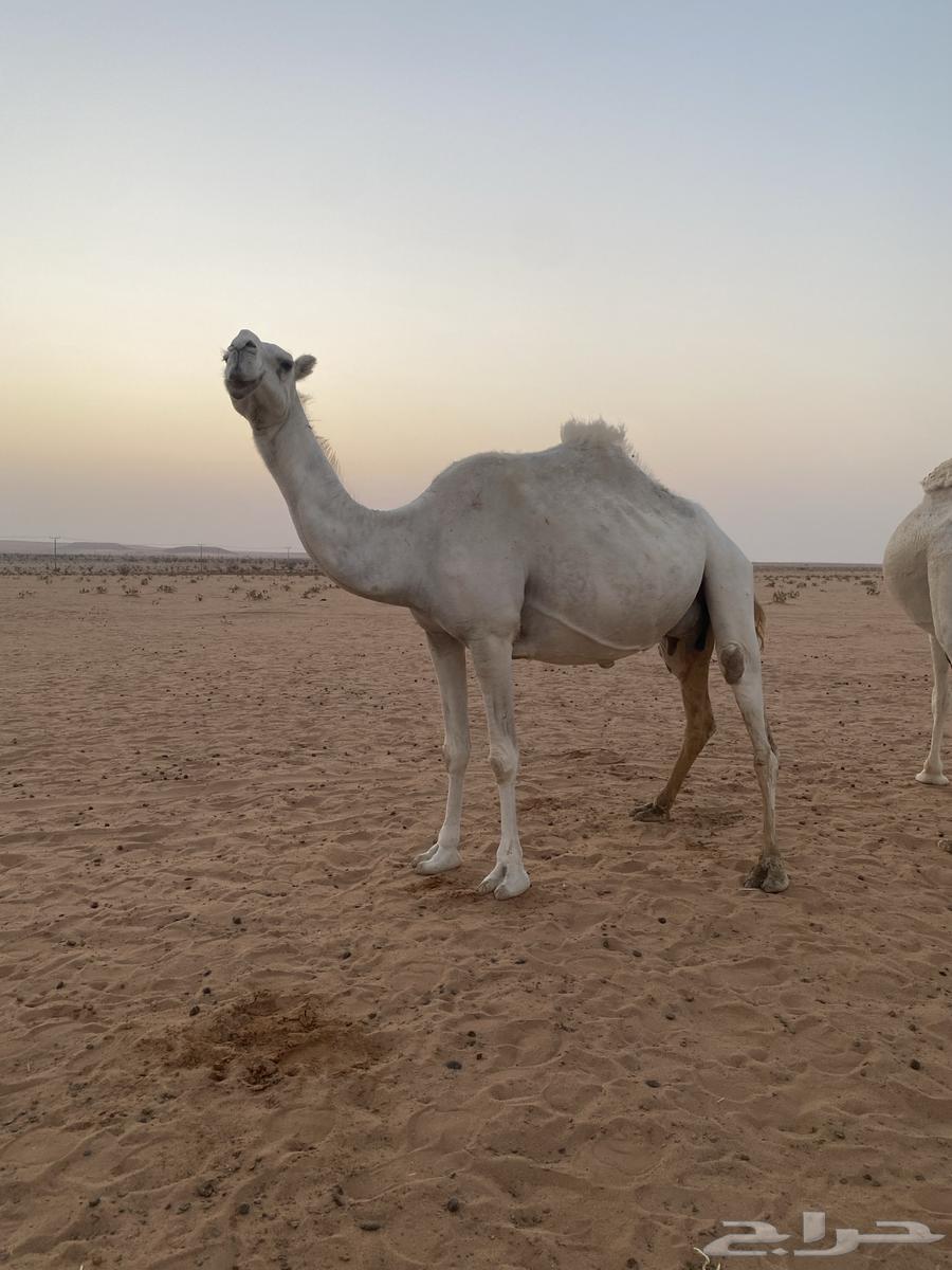 اعشرا معزوله بنته عنها للبيع64582677140738111