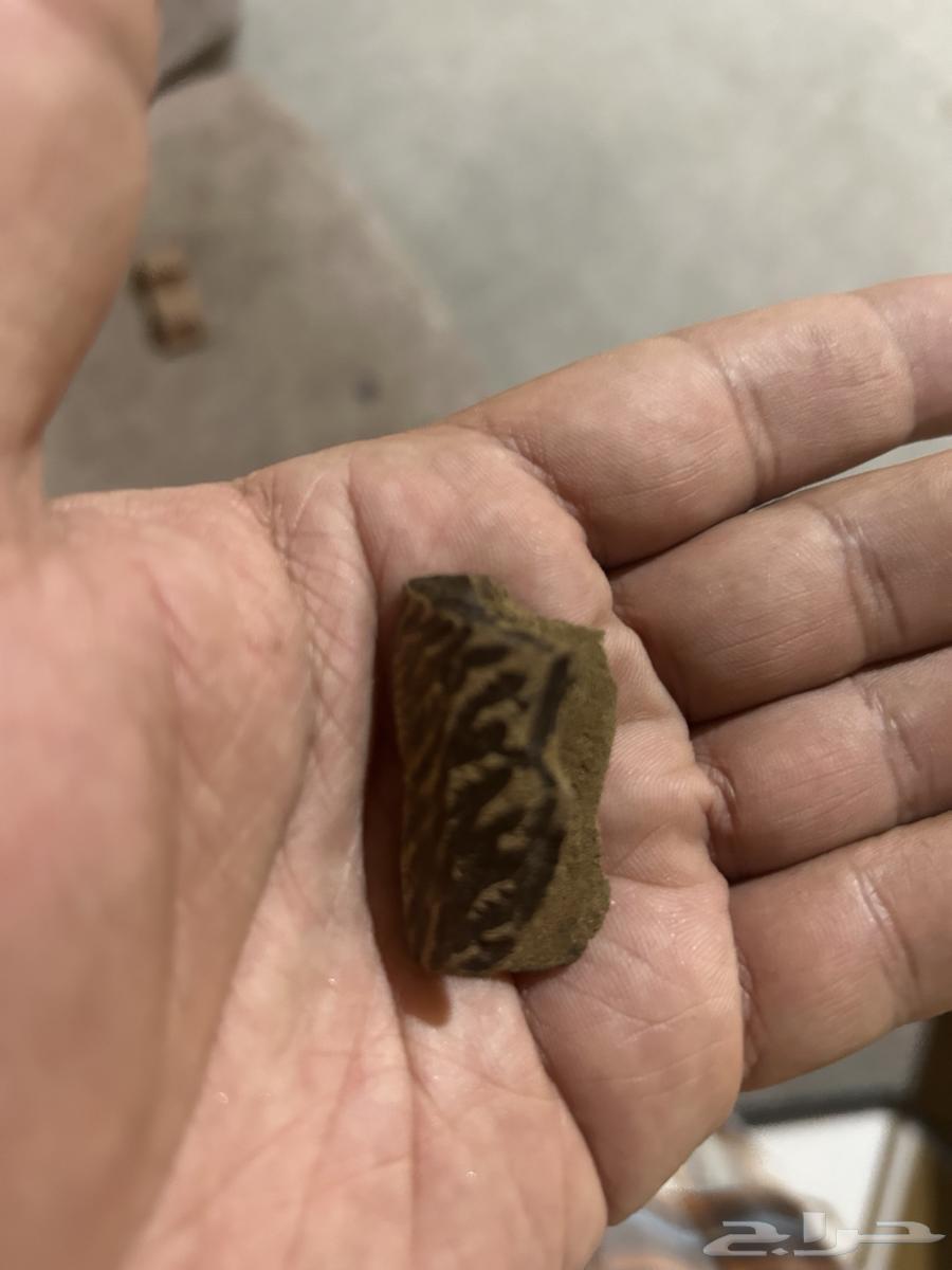 عود تايقر جمله وزوايا64583266022787113