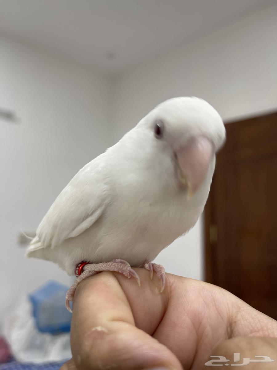 روز اليف عين احمر64584404616706110