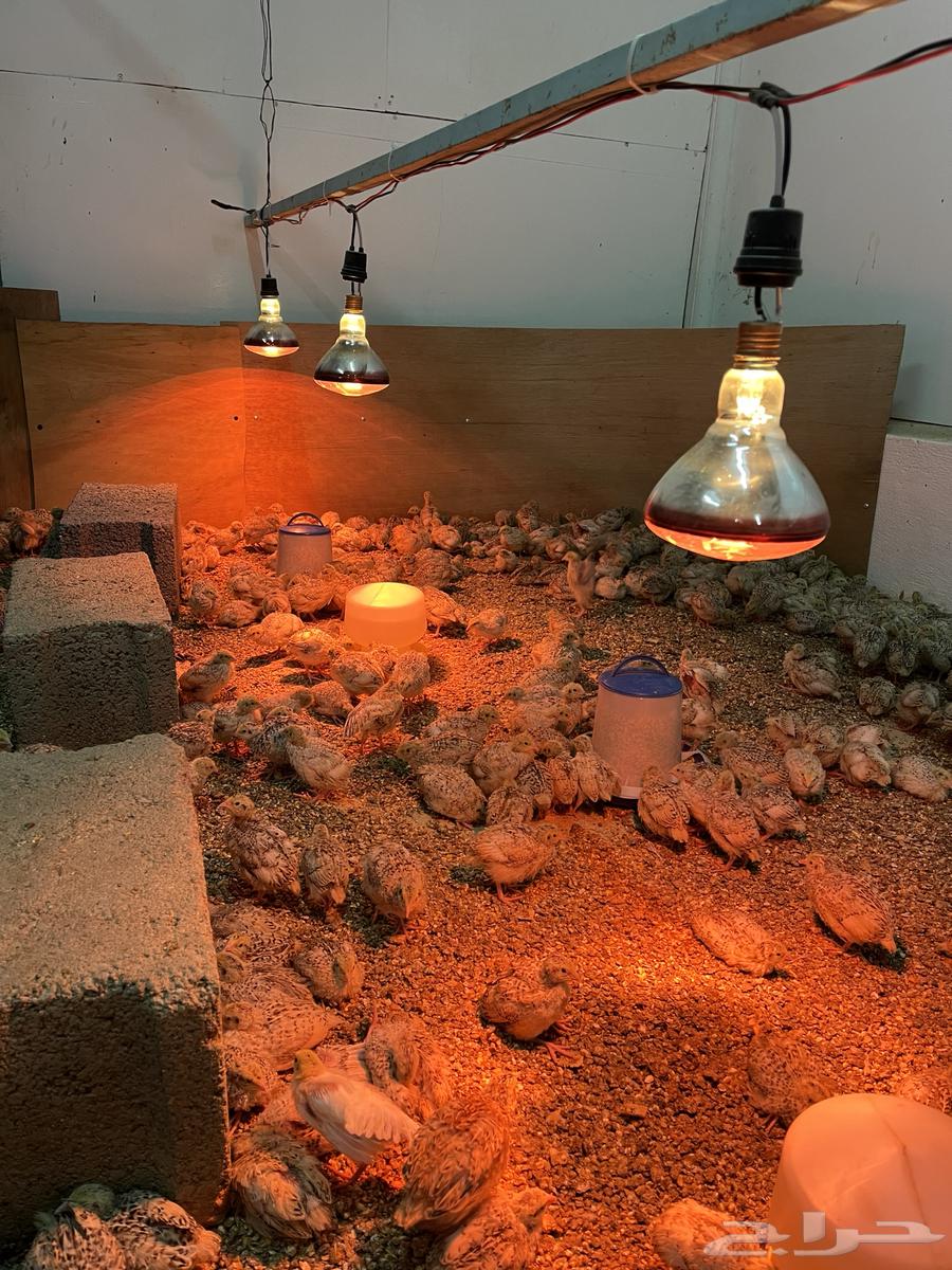 سمان جامبو كريمي64585695822467114