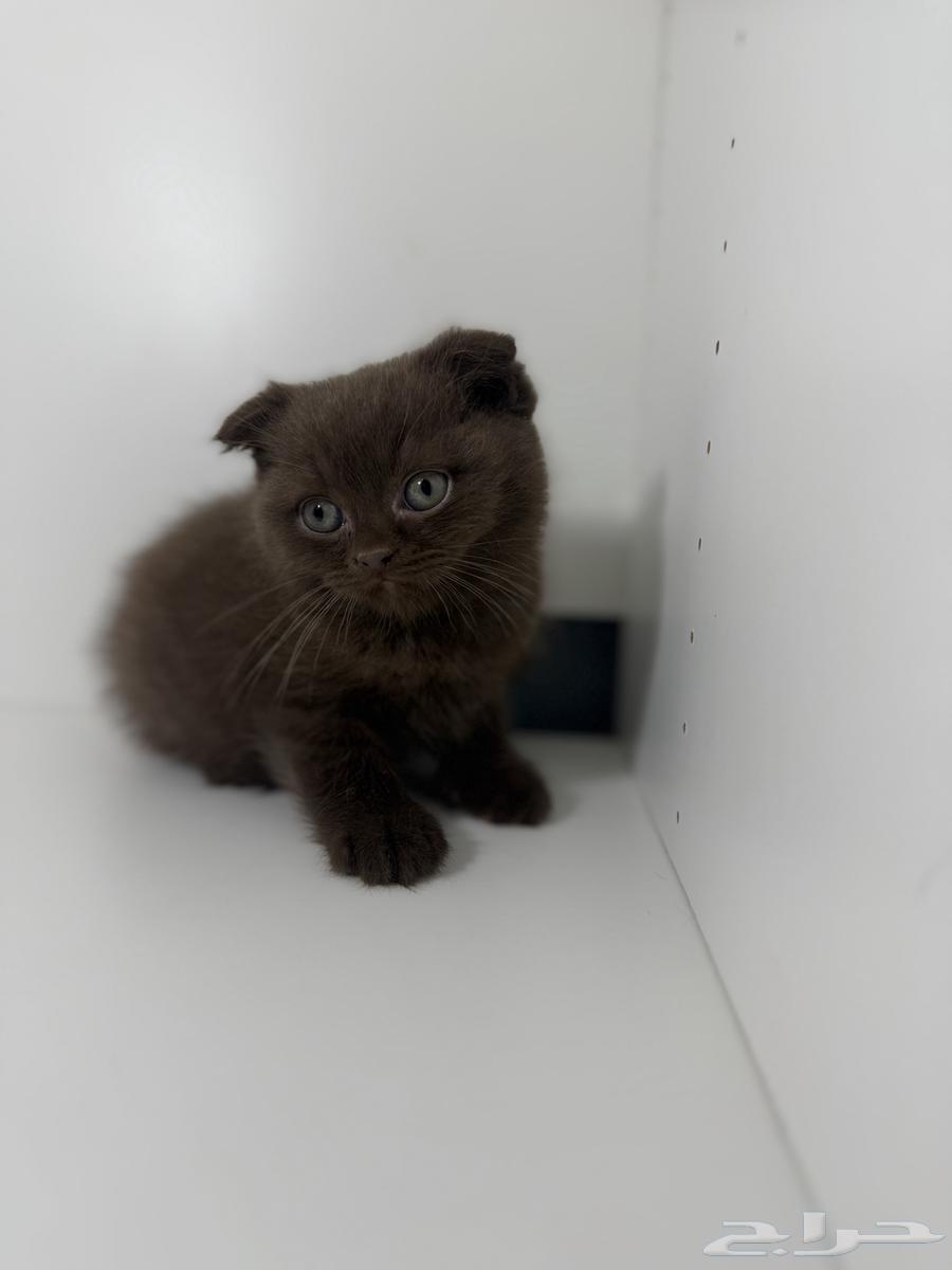 قط ذكر سكوتش فولد شوكلت مسجل64585955483010113