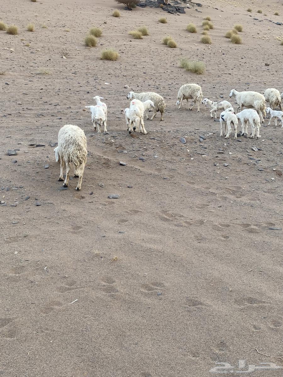 غنم حريات العدد 20 معها 8 غنم بر الموقع الحناكيه64581073147521110