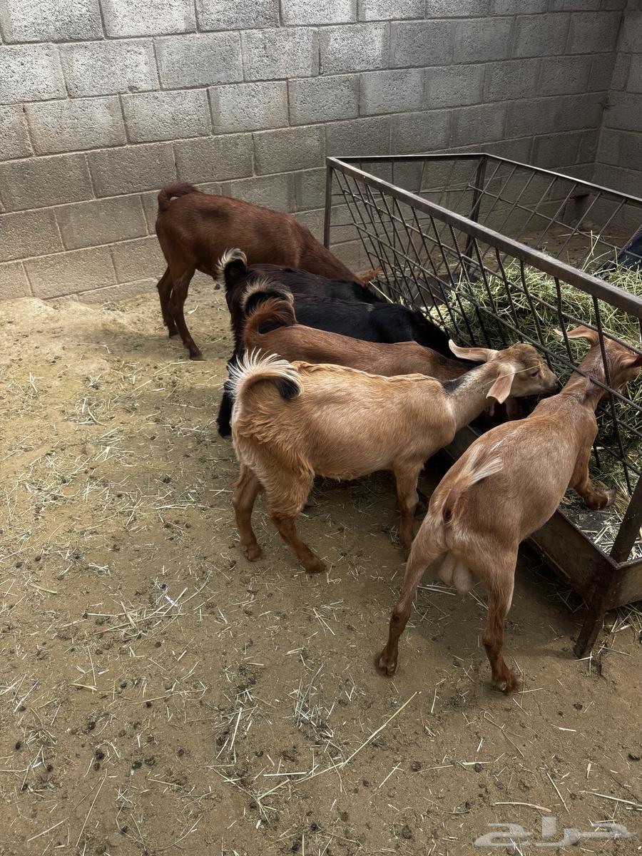 تيوس للبيع64584178066819110